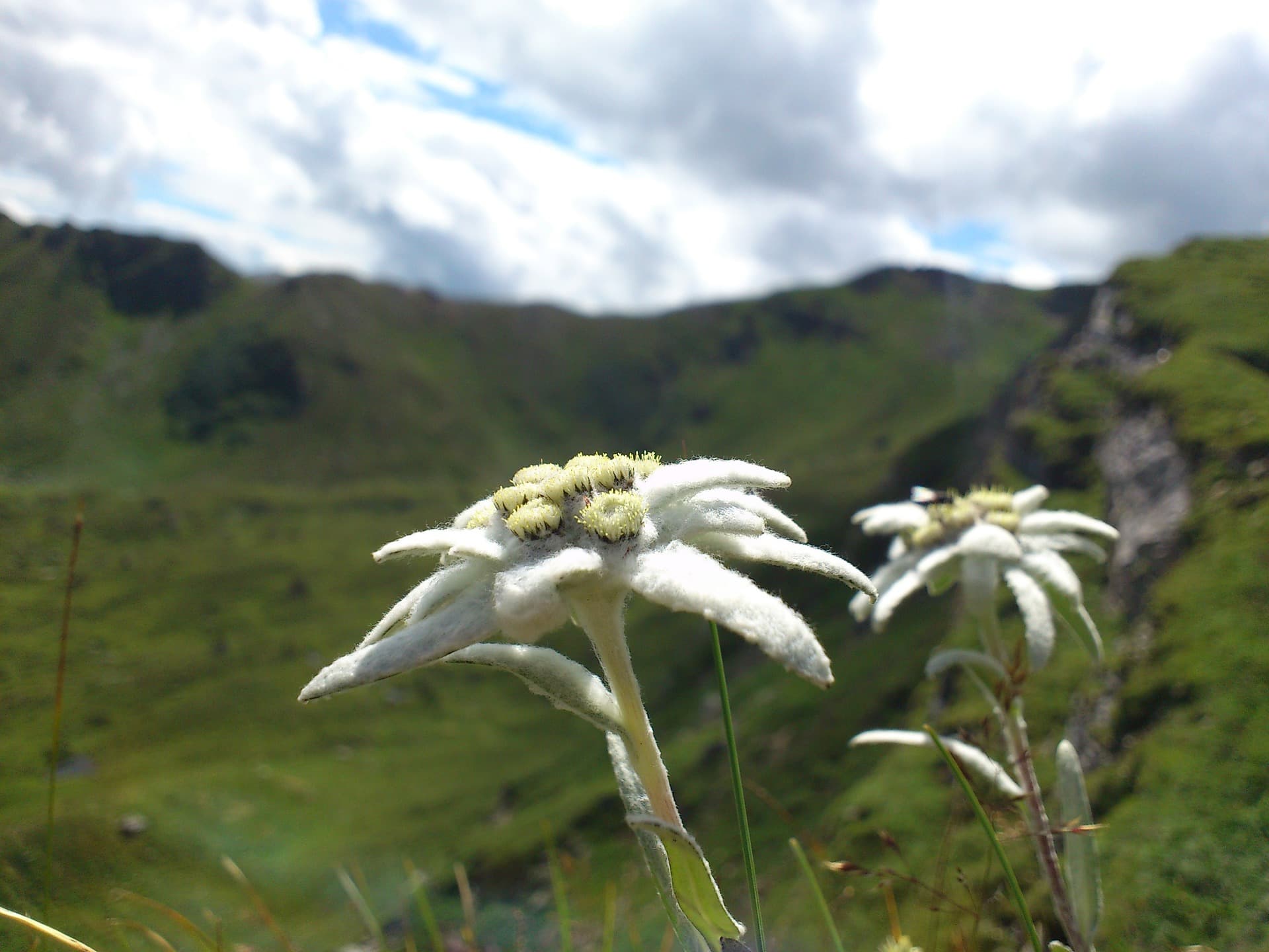 Edelweiss